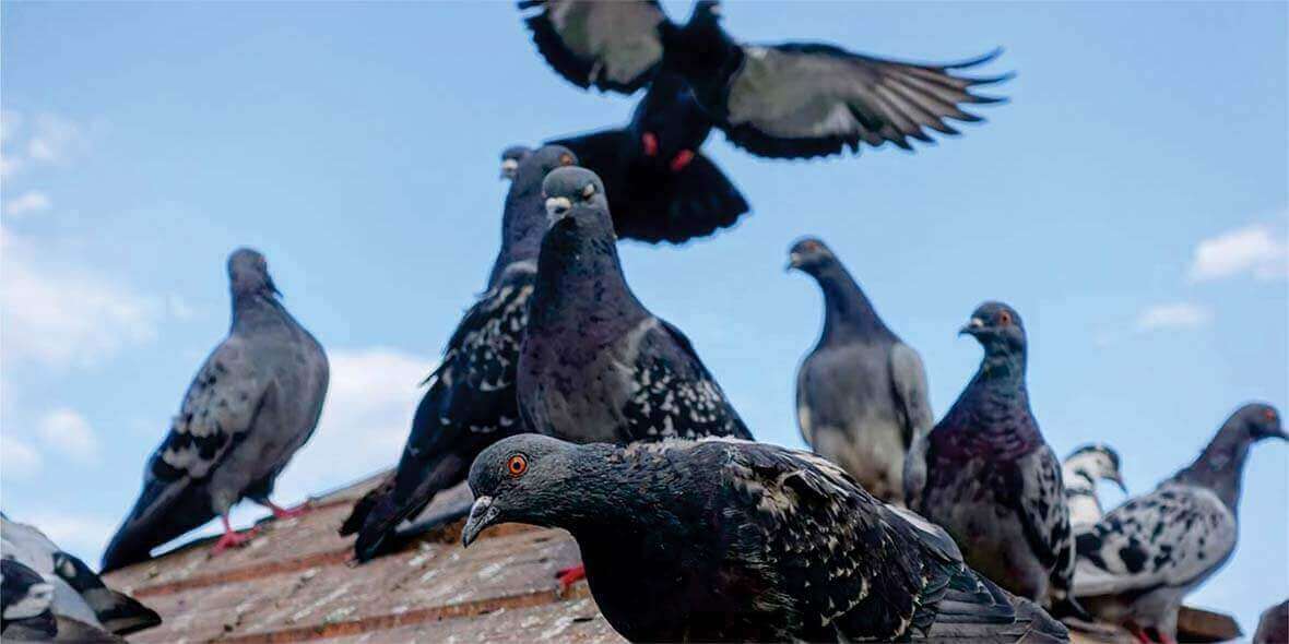 Controle de pombos em São Paulo