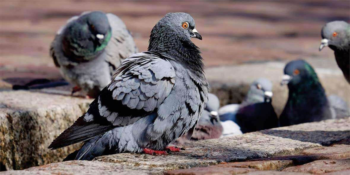 Controle de pombos em São Paulo