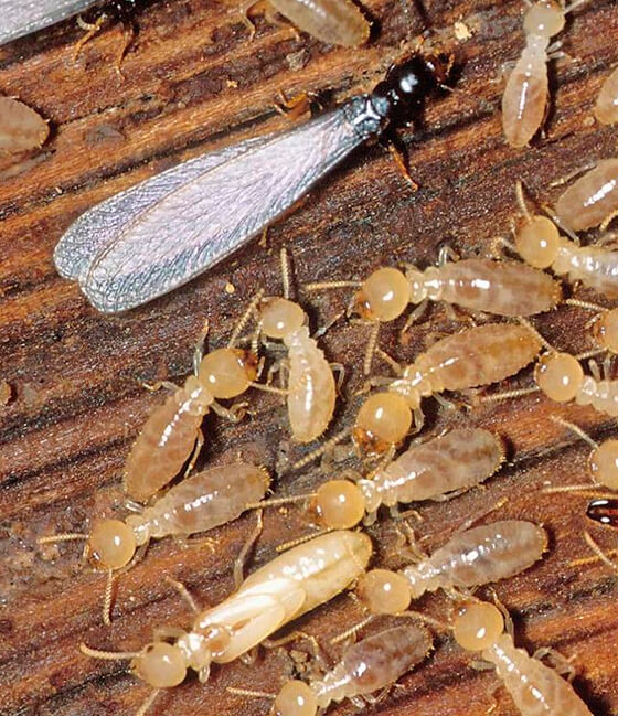 dedetizadora de cupins sp