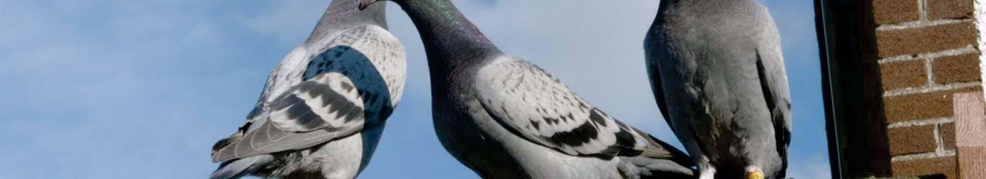 Caça vazamanto em São Paulo