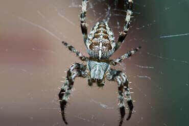 dedetização de aranhas