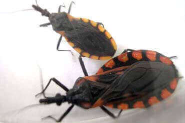 dedetização de barbeiros