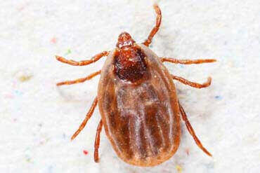 dedetização de carrapatos