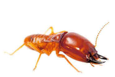 dedetização de cupins