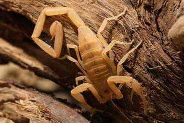 dedetização de escorpioes