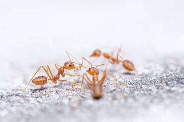 dedetização de aranhas