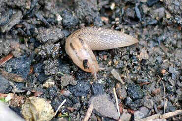 dedetização de lesmas