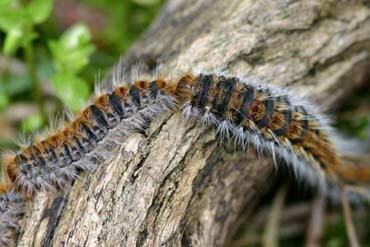 dedetização de mandruvas