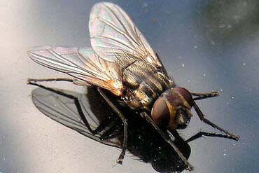 dedetização de moscas
