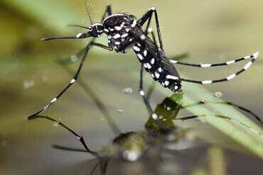 dedetização de mosquitos