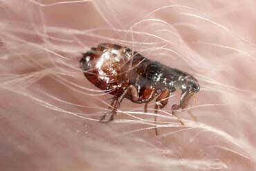 dedetização de pulgas