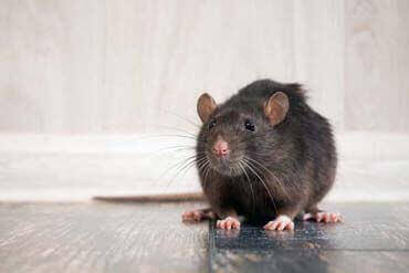 dedetização de roedores