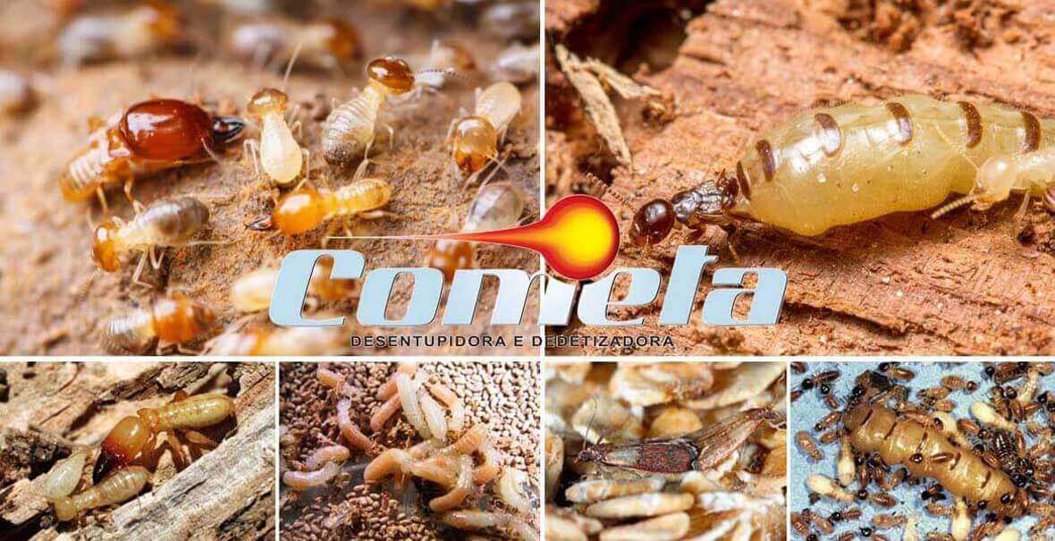 Descupinização | dedetização de cupins