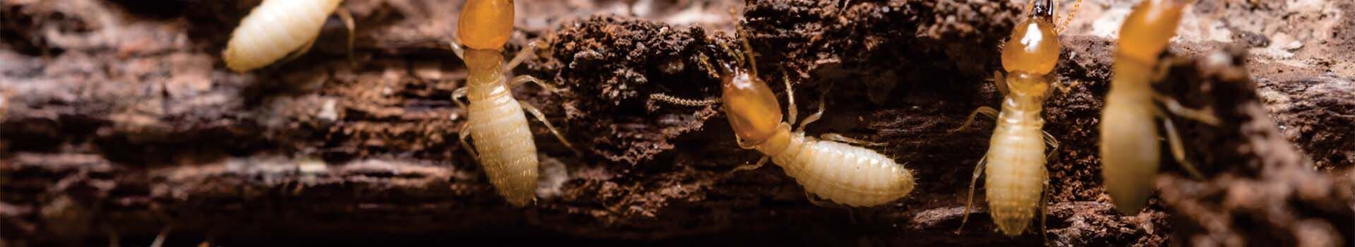 Caça vazamanto em São Paulo