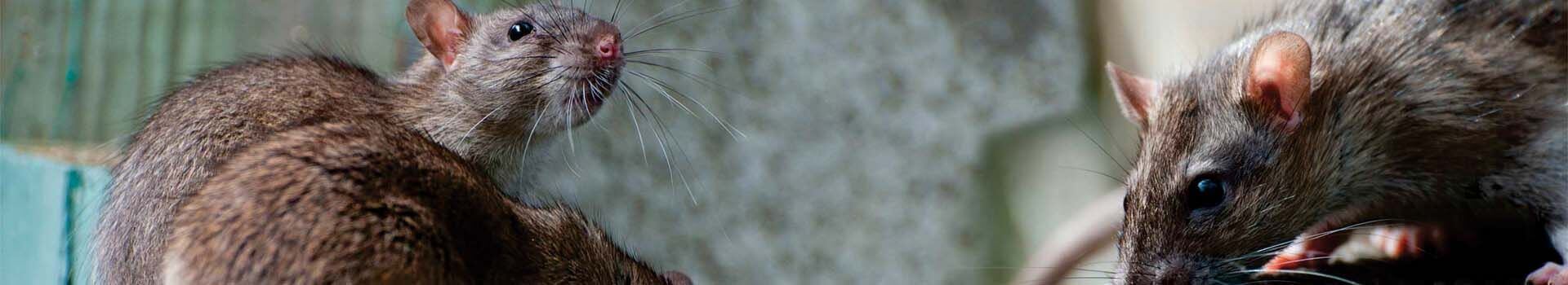 Caça vazamanto em São Paulo